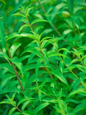 Lemon Verbena Grow Guide