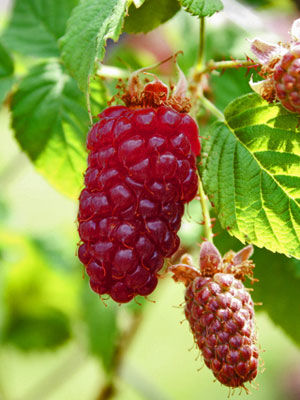 loganberry guide growing plants loganberries rotation crop group grow