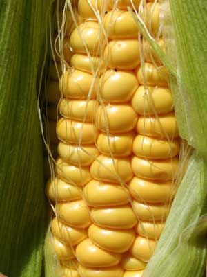 sweetcorn grow guide