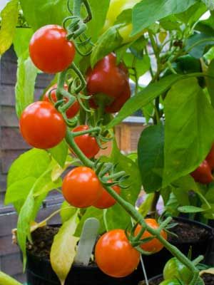 tomato small grow guide