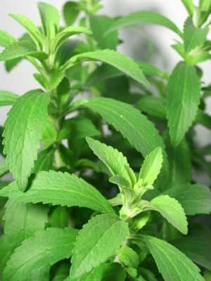 Image result for stevia plant