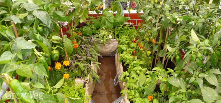 Growing Under Cover All Year Round Busy Summer Greenhouse Full Of Crops