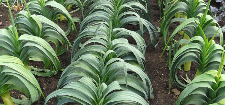growing leeks from sowing to harvest
