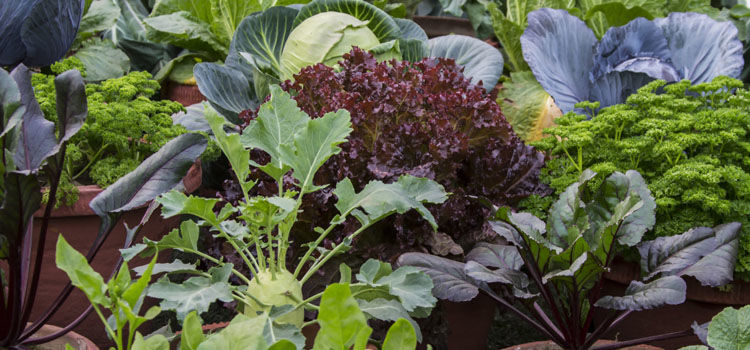 7 vegetable garden shortcuts