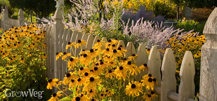 Best Cottage Garden Plants Australia ~ The Vibrant Cottage 