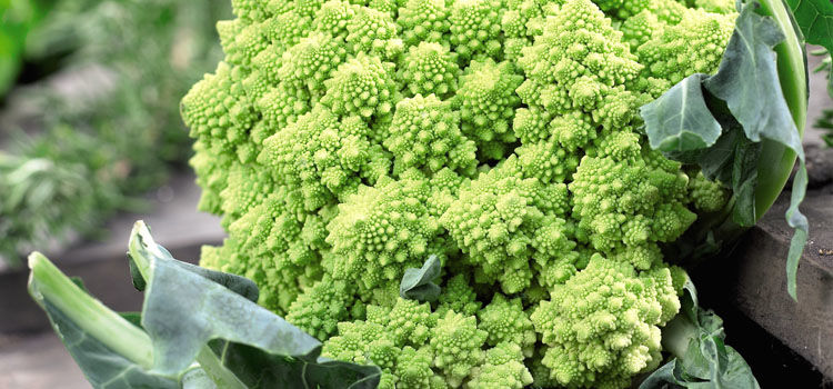 best dating romanesco best dating romanesco