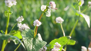 Recharge Your Soil This Winter!