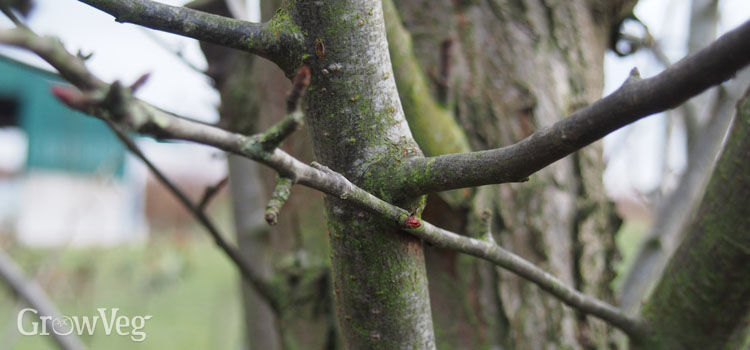 how to winter prune apple trees