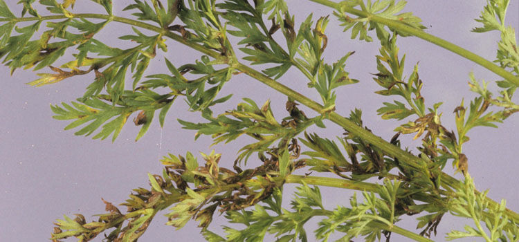 carrot leaf blight guide leaf blight