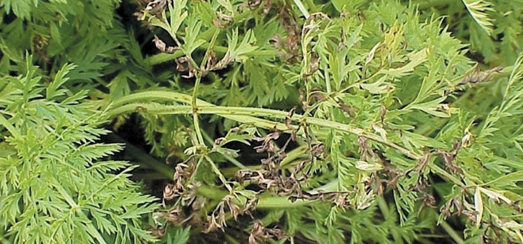 carrot leaf blight guide leaf blight