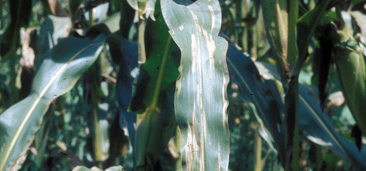 corn leaf blight guide leaf blight