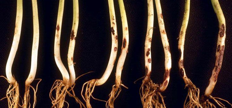 bean root rot guide pythium root rot
