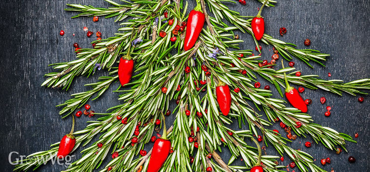 rosemary and chilli xmas tree 2x