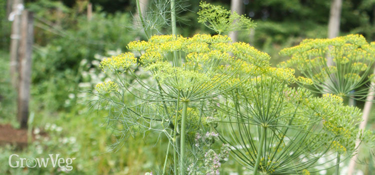 how to use fennel in the kitchen and garden