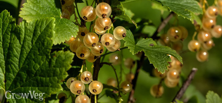 Whitecurrants