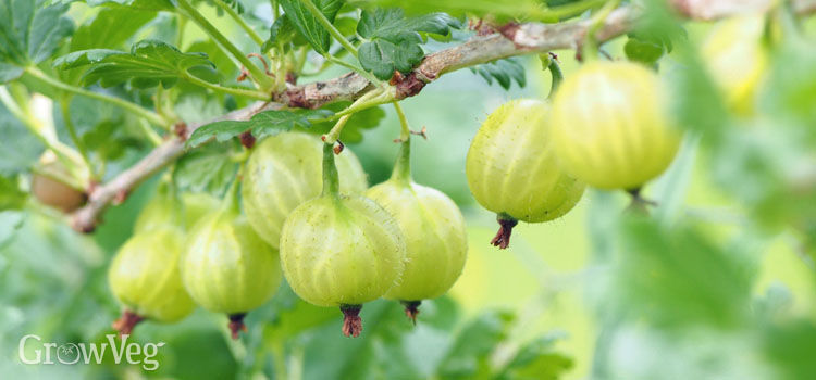 Gooseberries