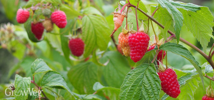 Raspberries