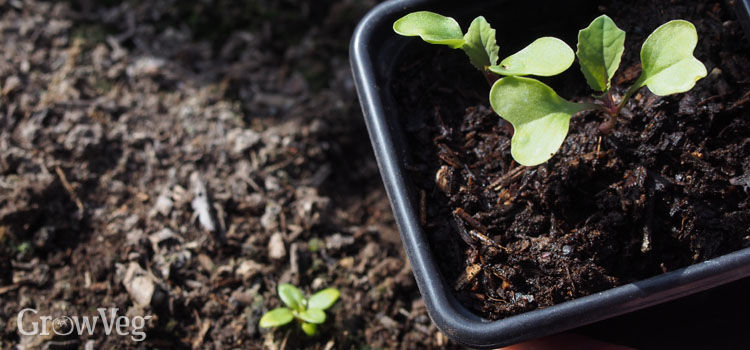 Seedlings