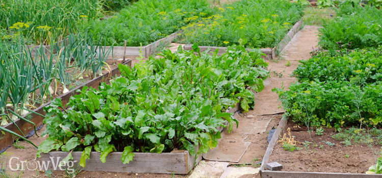 growing fruit and vegetables
