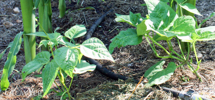 companion planting with beans