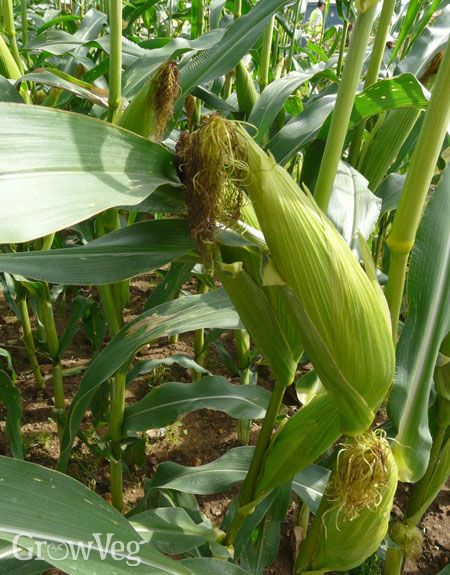 growing-sweet-corn-from-sowing-to-harvest