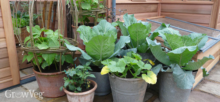 Using Wood Ash In The Vegetable Garden