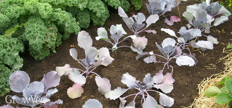 cabbage tree seedling