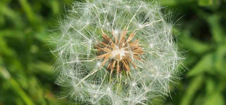 win the war on weeds