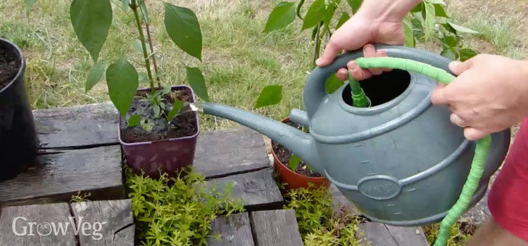 how to water plants correctly