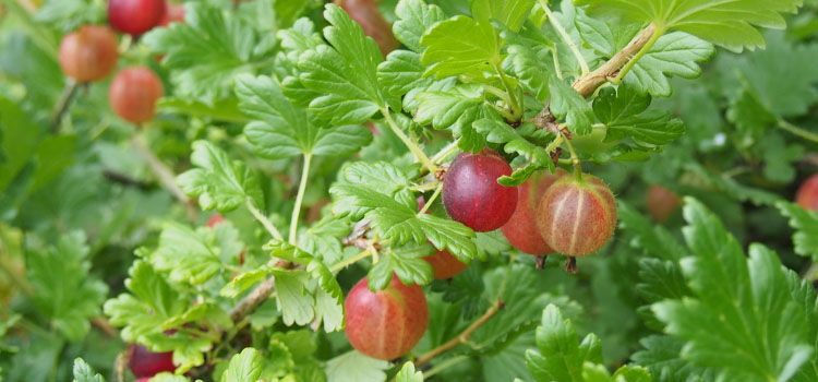 Growing Gooseberries from Planting to Harvest