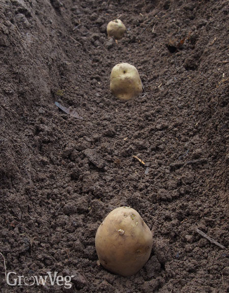 Potato Grow Bag  Mr Fothergill's