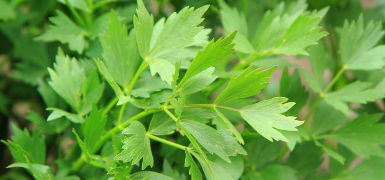 Perennial Herbs - Growing Sorrel and Lovage in Your Herb Garden