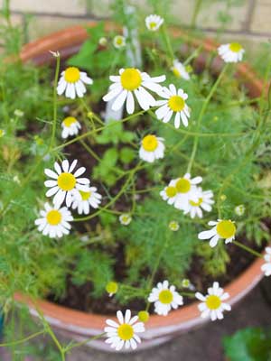 chamomile grow guide
