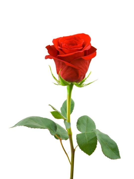 UNA rosa per la Festa della Mamma
