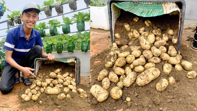 Growing Potatoes on the Terrace is very easy, lots of big and beautiful tubers