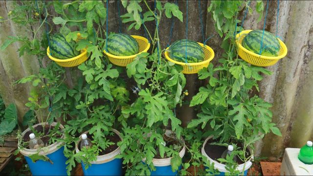 Growing Watermelon At Home - Watermelon Hanging Basket