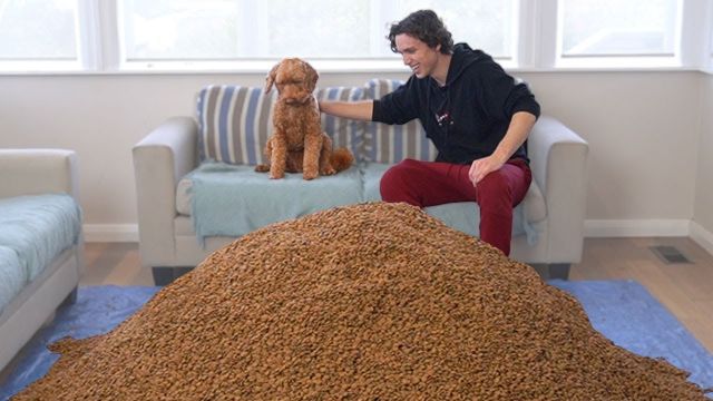 I Surprised My Dog With 1,000,000 Dog Biscuits