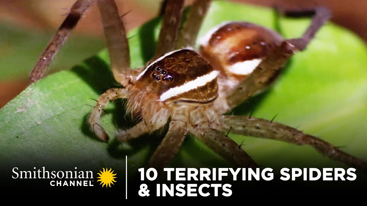 10 Terrifying Spiders & Insects 🕷 Smithsonian Channel