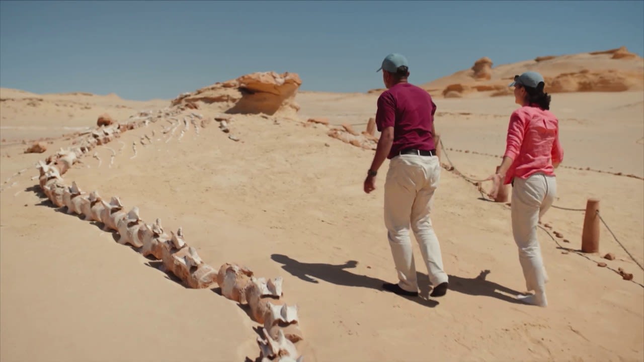 Whales ... in the desert? This ancient sea bed is known as 'The Valley of the Whales'