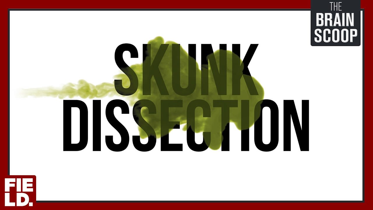 Skunk Dissection