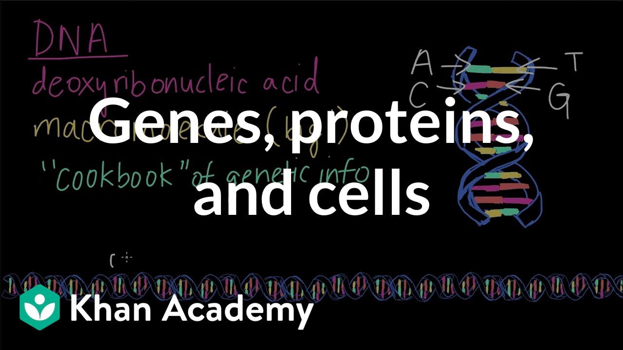 Genes, proteins, and cells | Genes, cells, and organisms | High school biology | Khan Academy