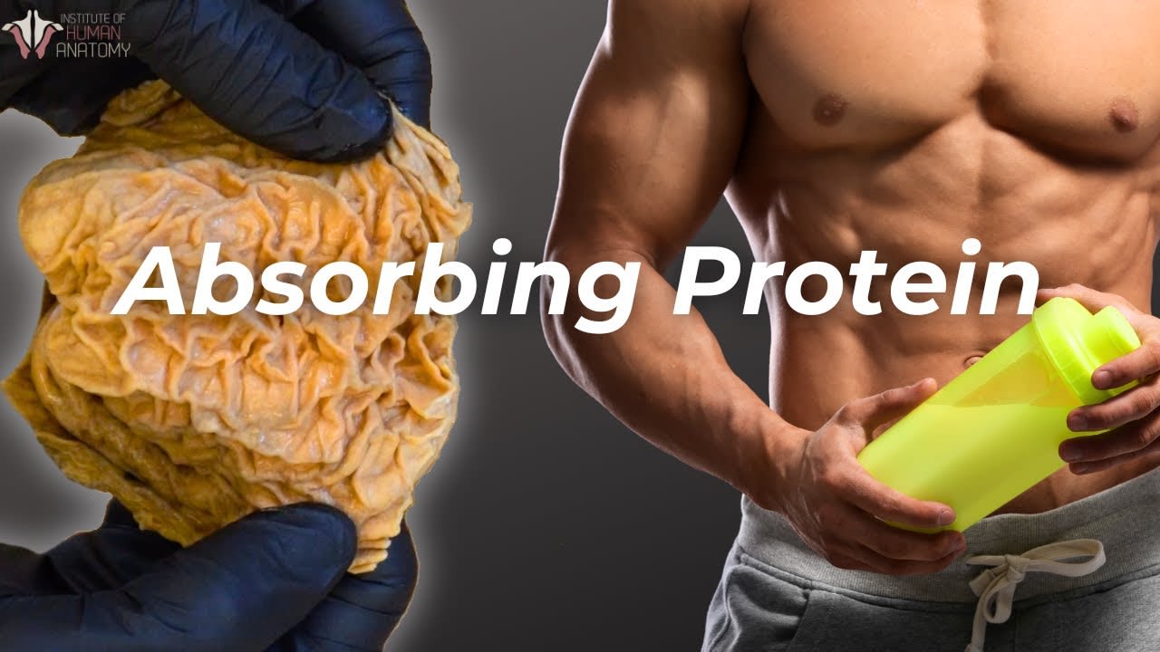 From Mouth to Muscle: How Your Body Absorbs Protein