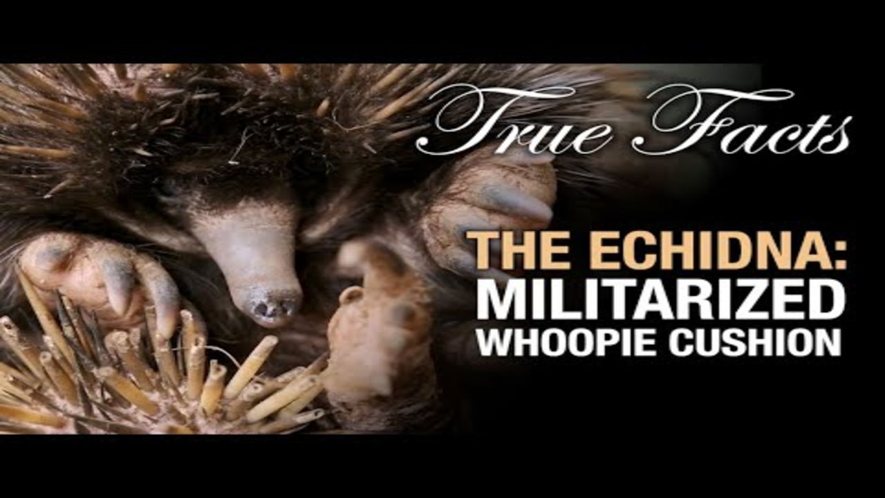 True Facts: The Echidna - Militarized Whoopie Cushion