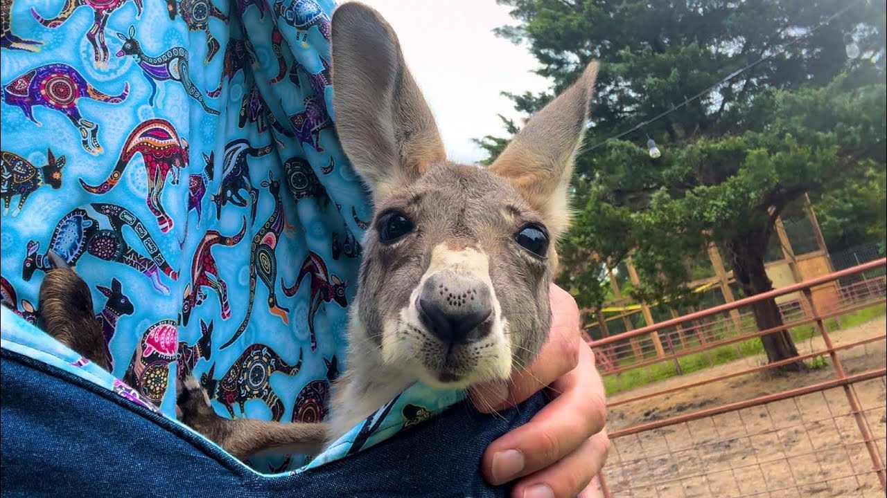 How to Eat Baby Kangaroo (real)