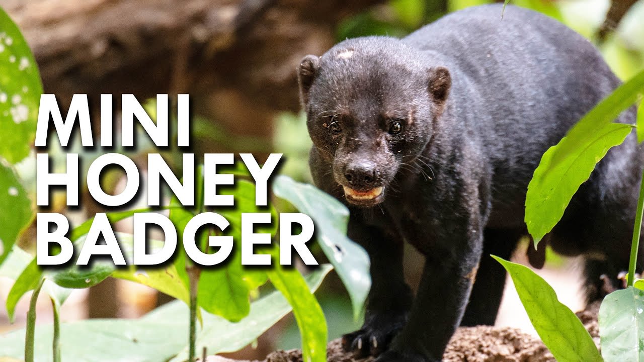 Tayra: The Honey Badger of South America