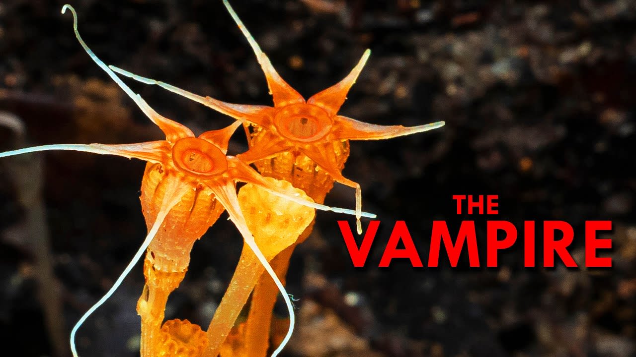 Thismia: The Vampire Plant