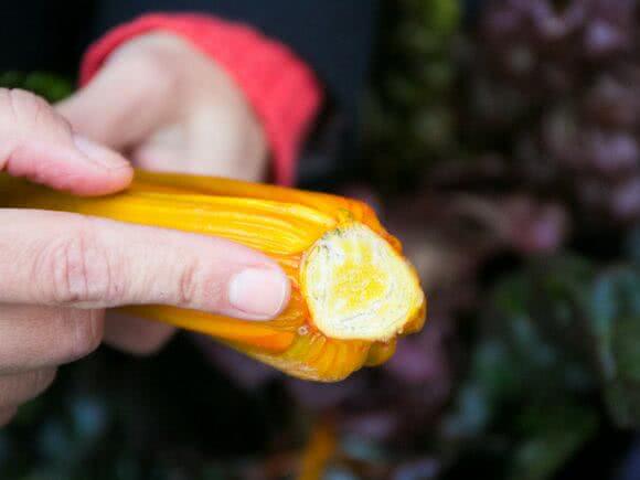 Finger zeigt auf ein frische Schnittstelle von Mangold