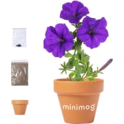 Maceta personalizada de terracota con semillas de petunias