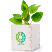Maceta de menta con macetero en material biodegradable