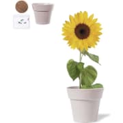 Maceta personalizada biodegradable con semillas de girasol